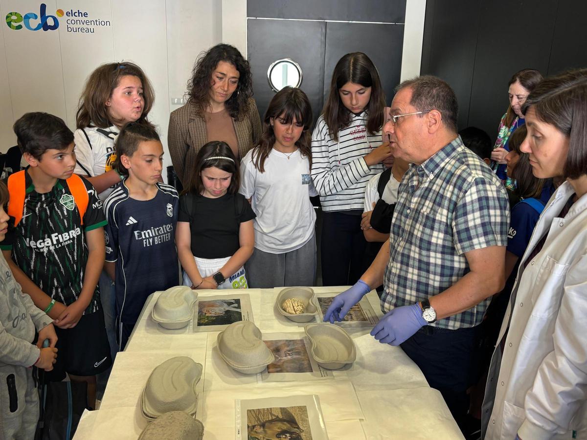 Científicos de la Fundación CIEN muestran un cerebro de una leona a los escolares para que comprendan el valor del órgano pese a su escaso tamaño