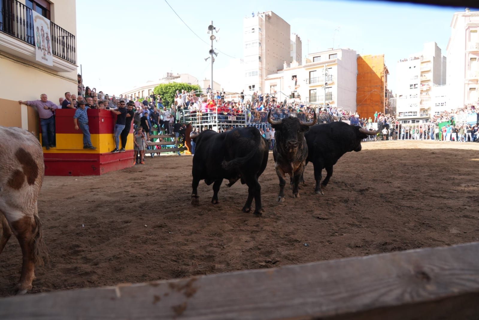 Las mejores imágenes del encierro de  Couto de Fornilhos y Santa Teresa en Onda