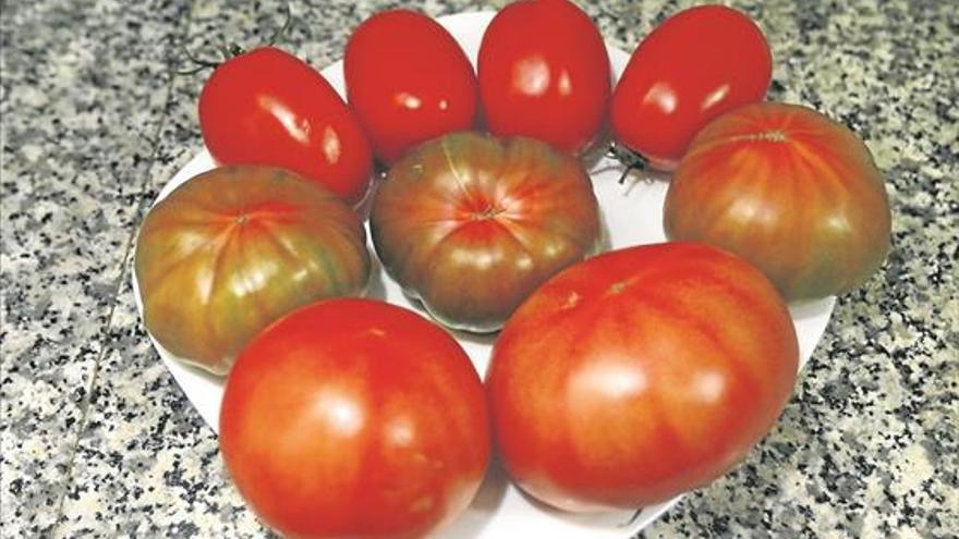 Tomates de Alcolea
