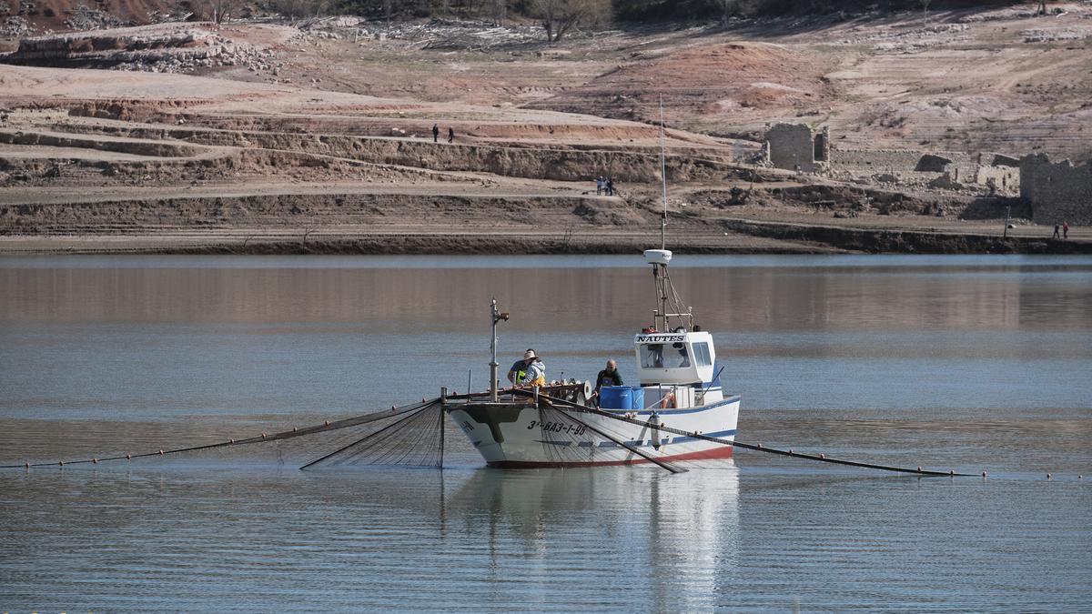 Empieza la retirada de peces del pantano de Sau