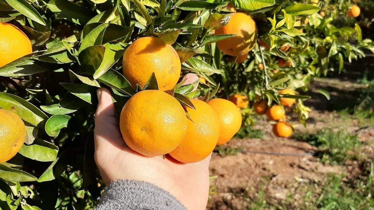 Imagen de un huerto de mandarinas de la variedad clemenules ubicado en la zona de l'Horta de Vila-real.