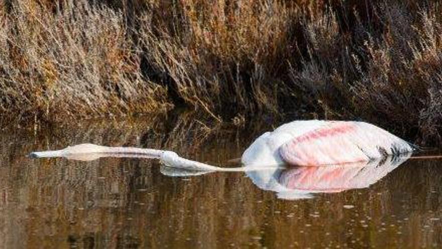 El cadáver del flamenco encontrado ayer flotaba en una charca en el camino des Brolls.