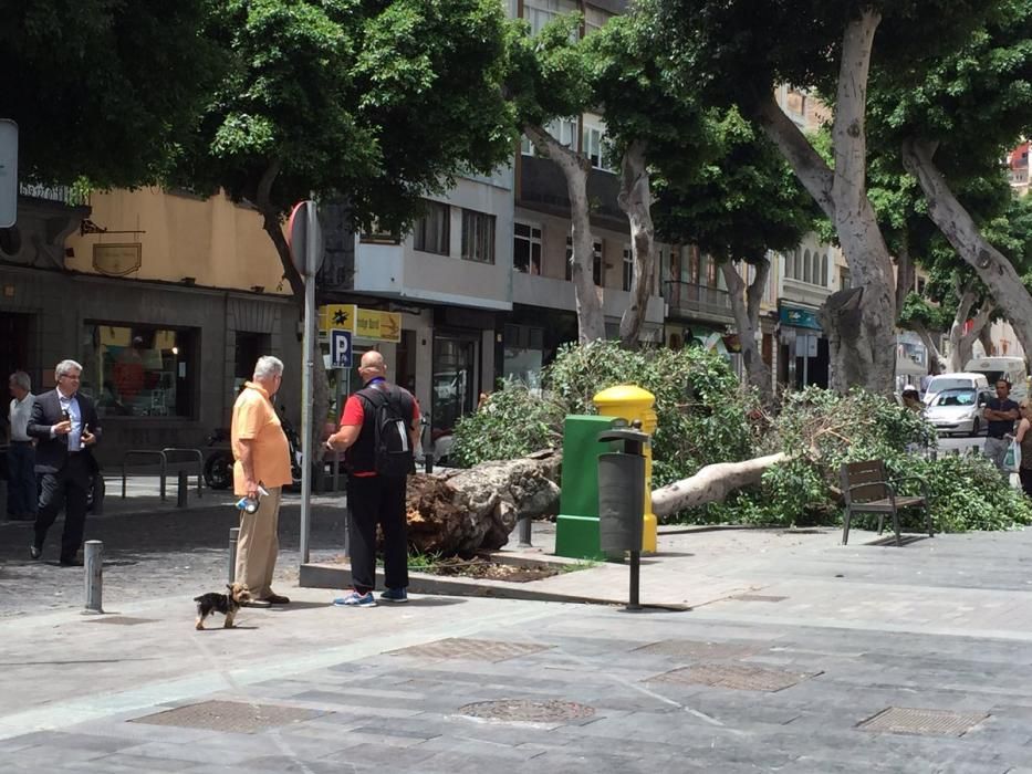 Caída de un árbol en San Bernardo