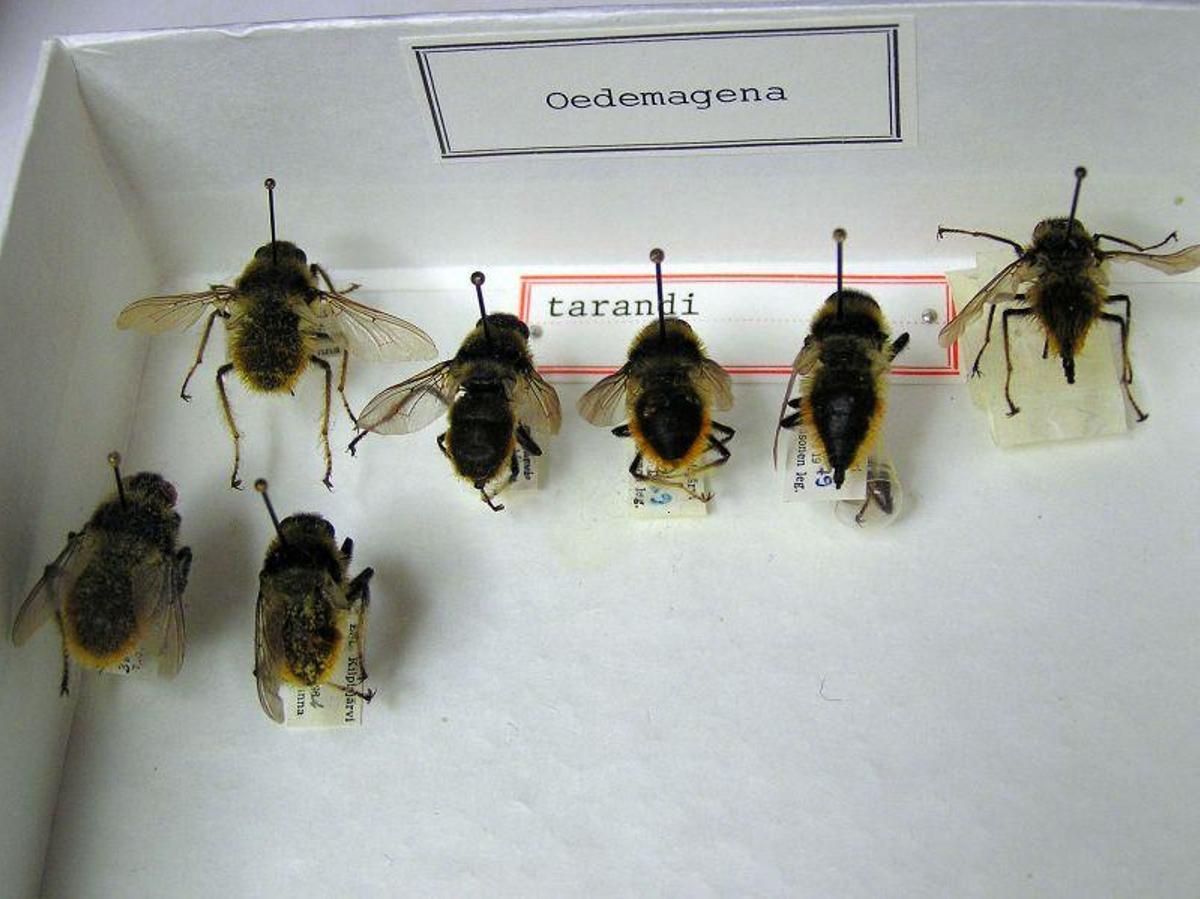 Ejemplares de Hypoderma tarandi.