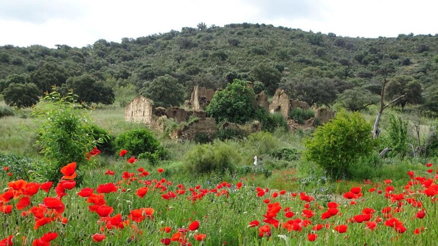 Lope de Vega y Fuente Obejuna