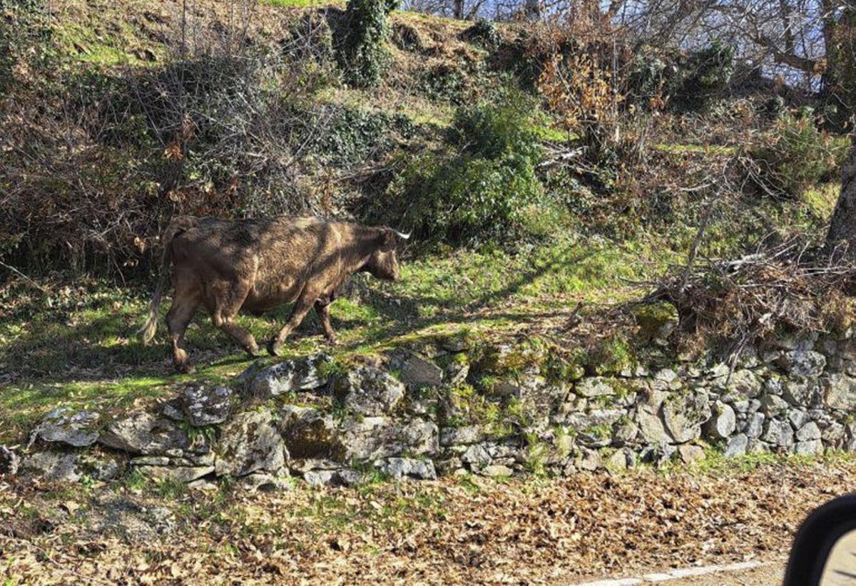 Un ejemplar bovino deambula por los alrededores del pueblo.  | ARACELI SAAVEDRA
