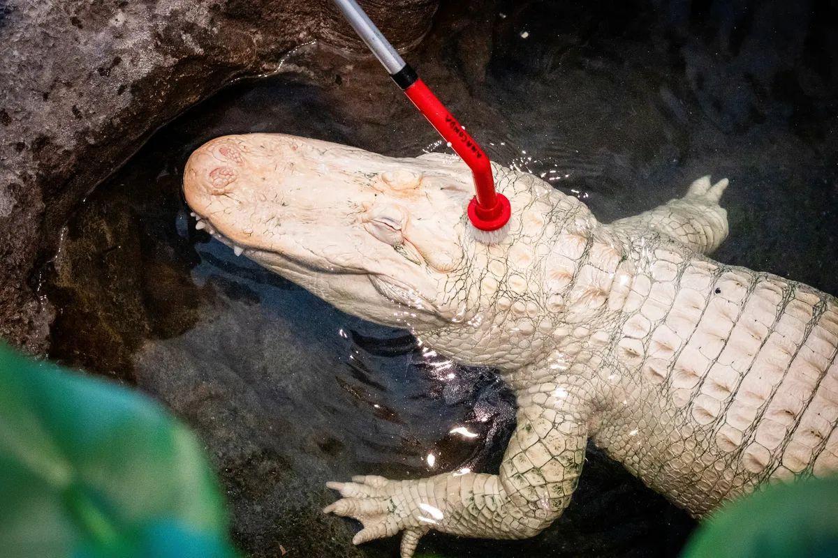 El animal, siendo limpiado en el zoo donde vivía