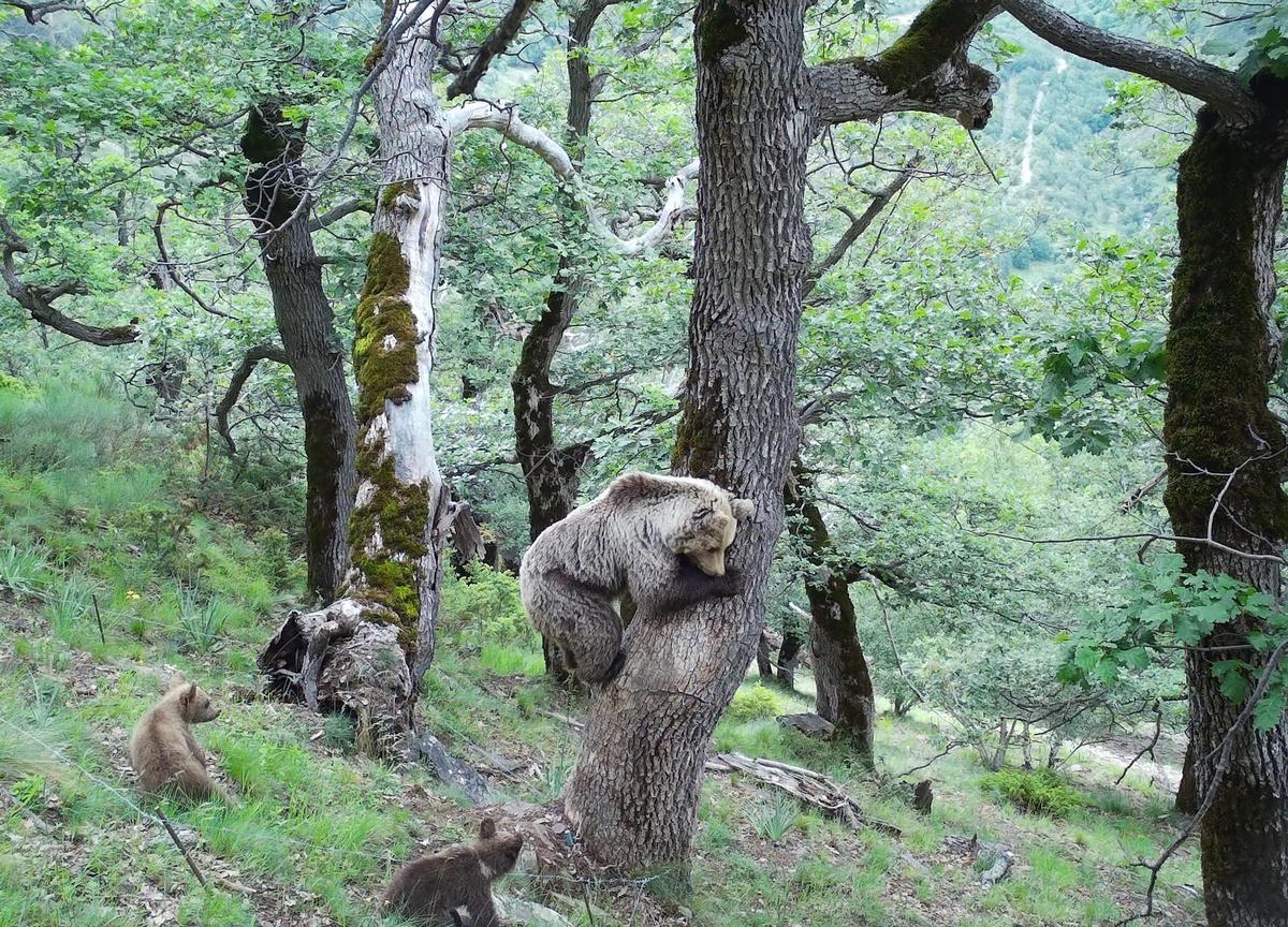 Una ossa amb cadells fotografiada el juny del 2023 a Tavascan, al Pallars Sobirà