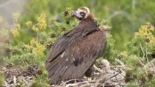 La población de buitre negro despega en la sierra de la Demanda y los Pirineos