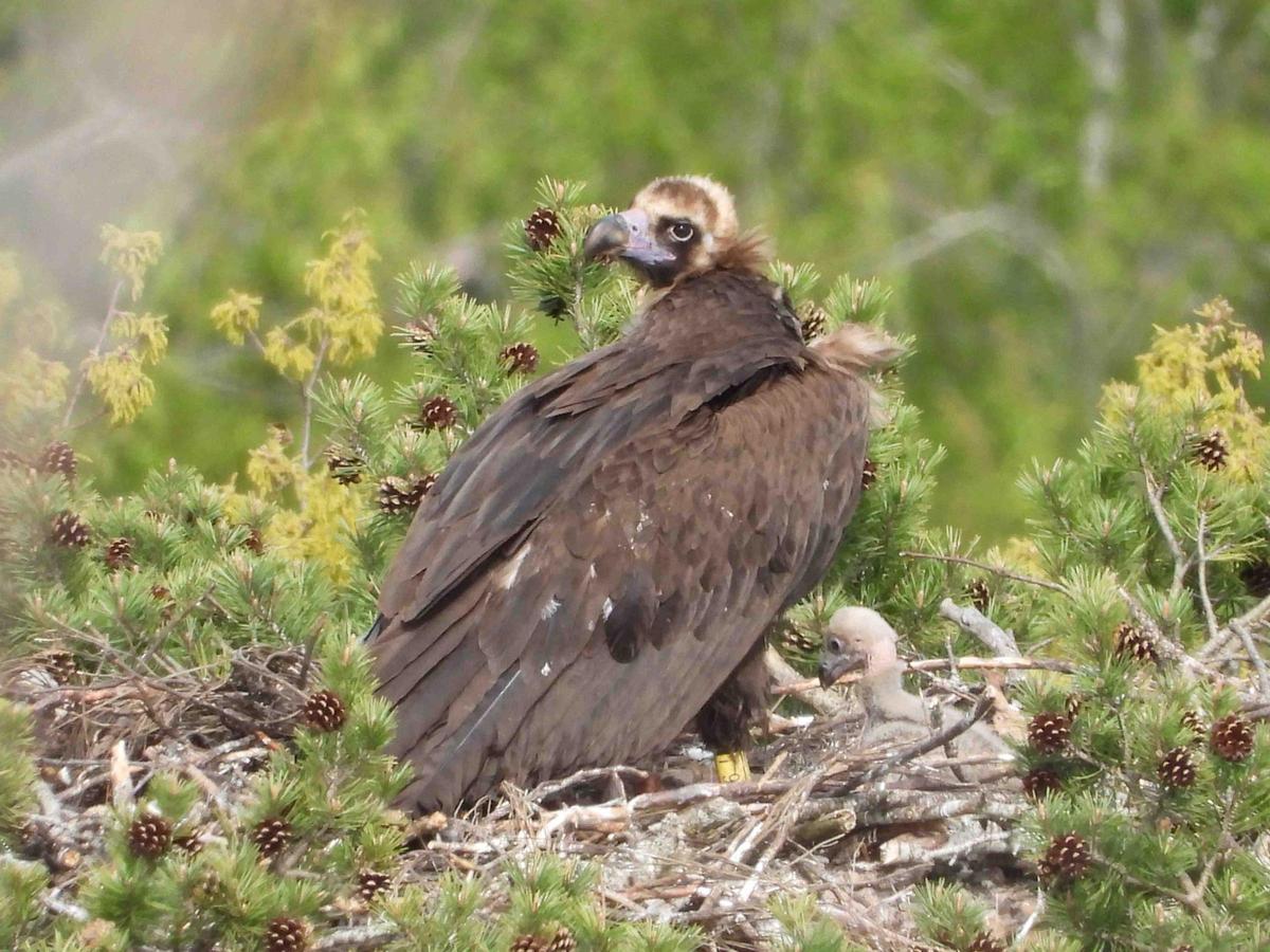 Buitre negro con su pollo, nacido en 2024 en la sierra de la Demanda.