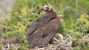 Buitre negro con su pollo, nacido en 2024 en la sierra de la Demanda.