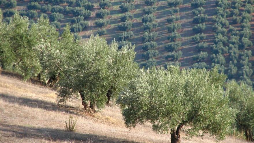 El olivar es uno de los beneficiados por la PAC.