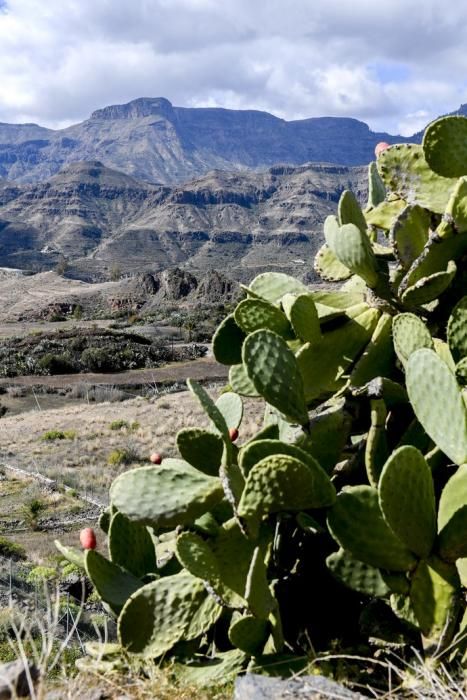 GRAN CANARIA 26-01-2019  SANTA LUCIA DE TIRAJANA-SAN BARTOLOME DE TIRAJANA. Fotos al macizo de Amurga. Fotos a los terrenos de la familia de Román comprados por el Cabildo.  FOTOS: JUAN CASTRO