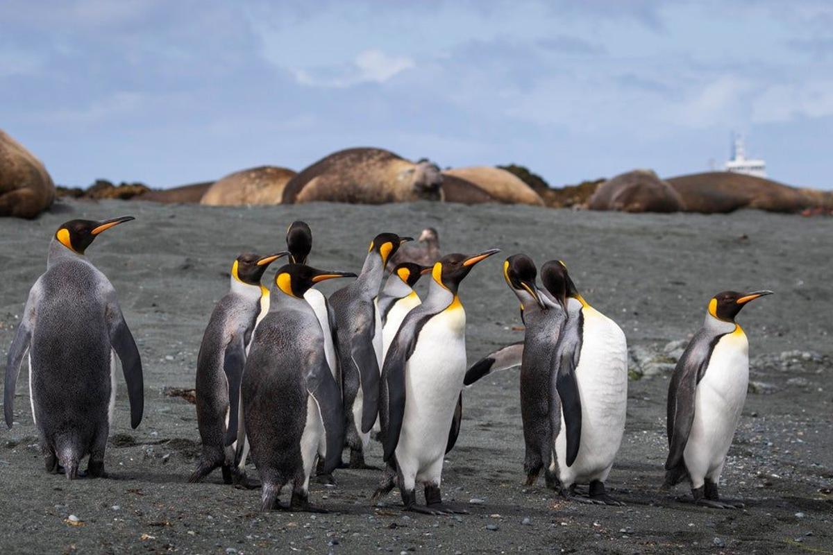 Pingüino rey, en islas subantárticas