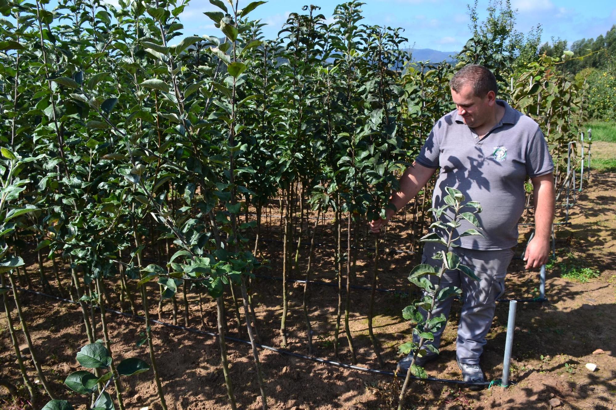 Los viveros de Bonielles, tres décadas de buen plantón de Llanera: así se forjó un referente de éxito en el medio rural