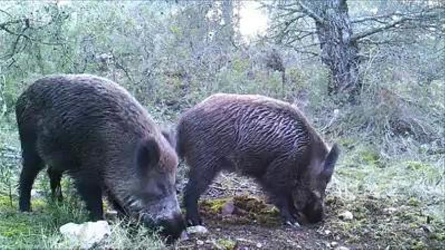 Fotogramas de un bosque animado