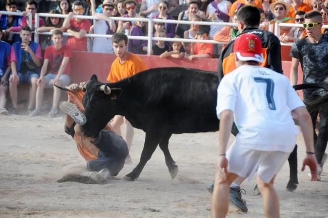 Les vaquetes de la festa major de Santpedor