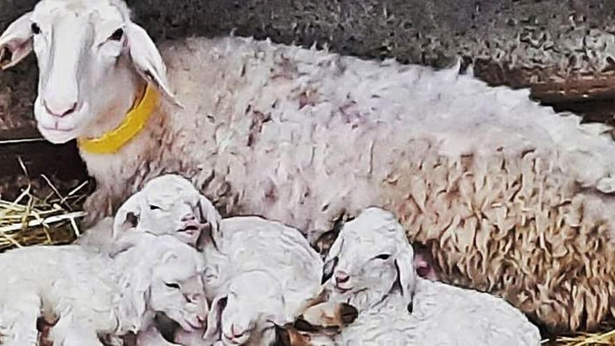 La oveja de Gamonéu y sus cuatro corderas. | Reproducción J. M. C.