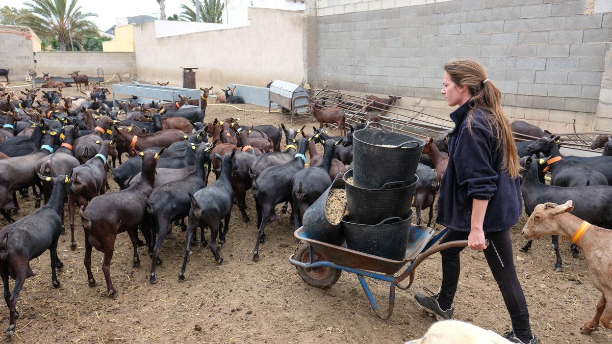 Una explotación ganadera de cabras en el término municipal de Elda.
