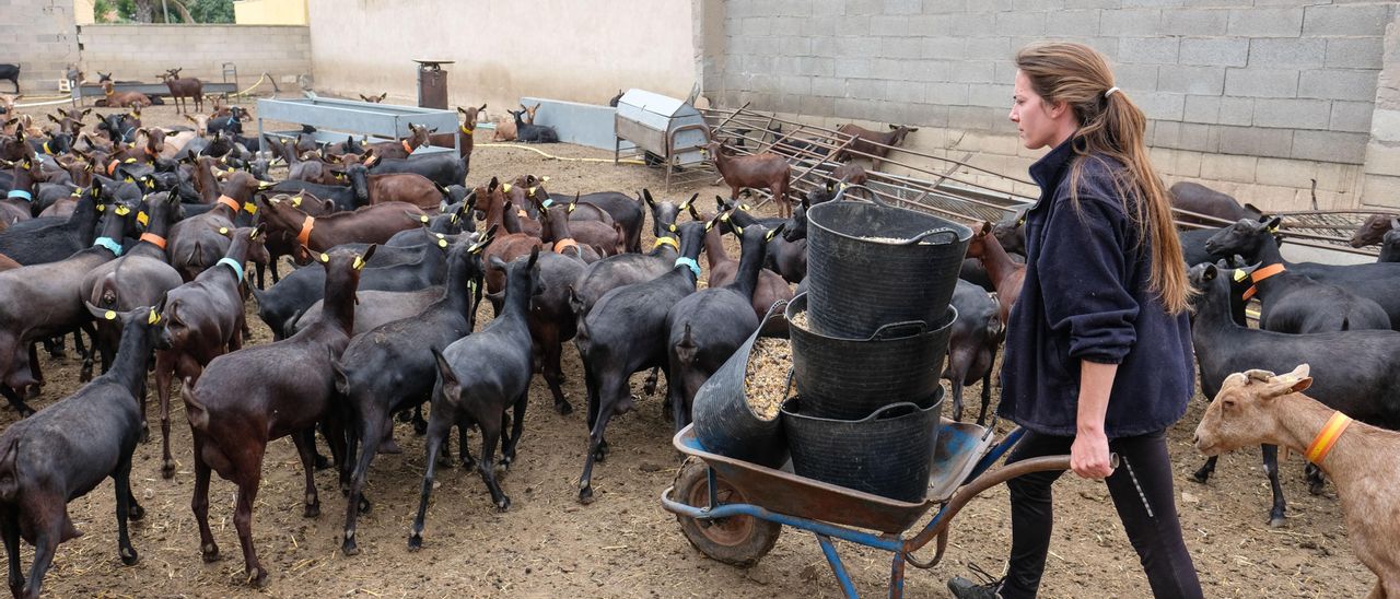 Una explotación ganadera de cabras en el término municipal de Elda.