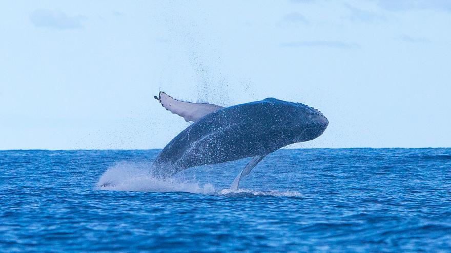 Los impresionantes saltos de una ballena jorobada entre La Graciosa y Alegranza