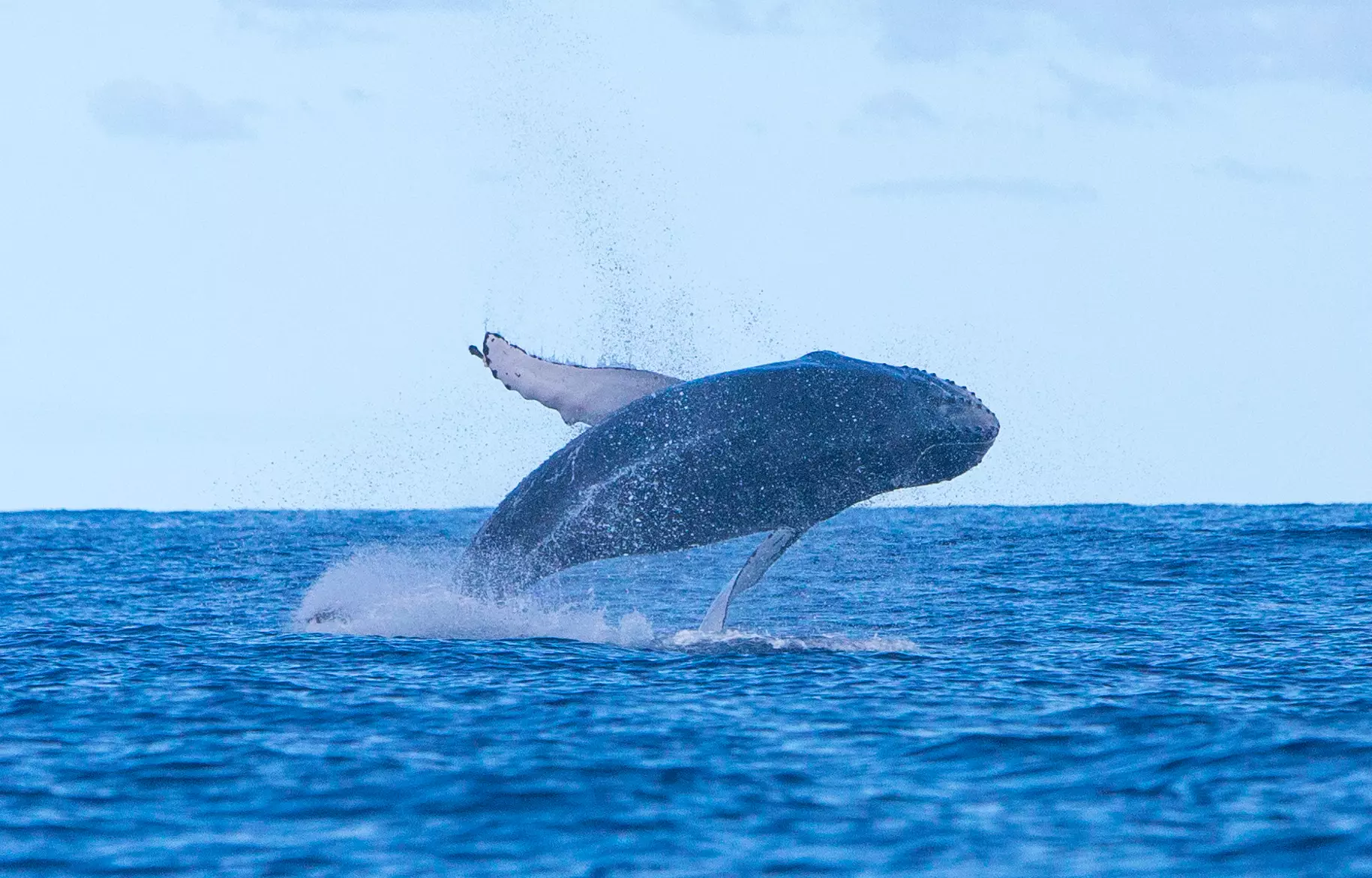 Espectaculares saltos de una ballena jorobada entre La Graciosa y Alegranza