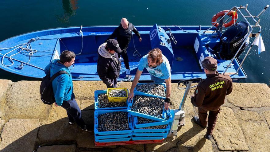 La almeja devuelta el jueves al mar por proceder de una zona cerrada por biotoxinas. | Iñaki Abella