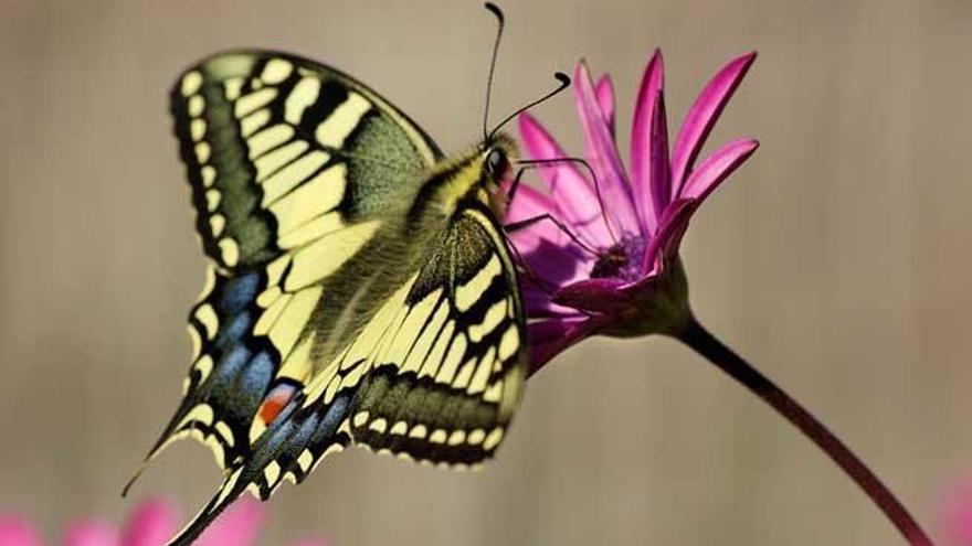 Una colorida mariposa rey (´Papilio machaon´) fotografiada en Sant Joan.