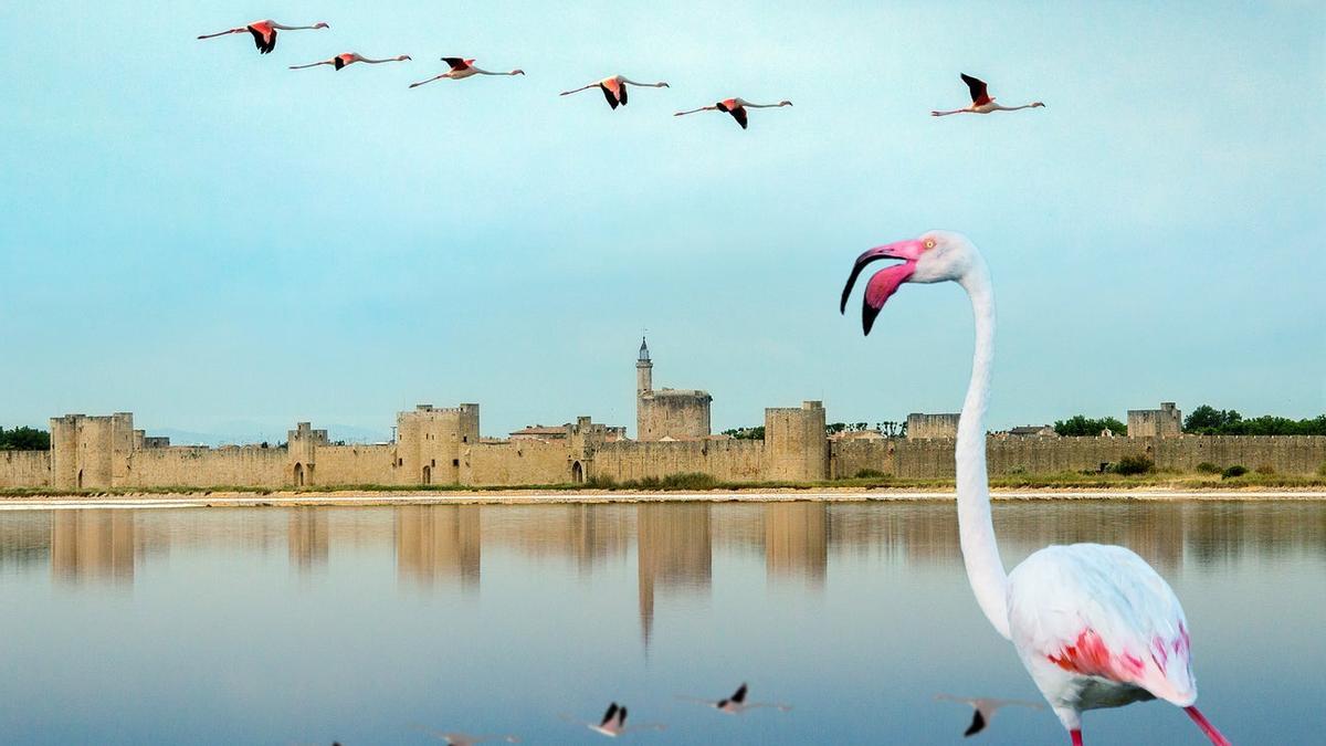 Los franceses también tienen su «Doñana»: Parque Natural de Camarga, en la Costa Azul