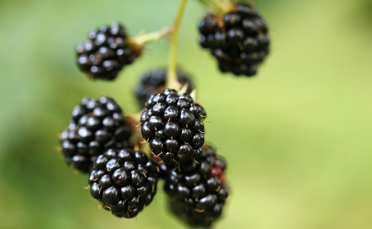 BENEFICIOS MORAS | ¿Qué le pasa a tu cuerpo si comes moras todos los días?