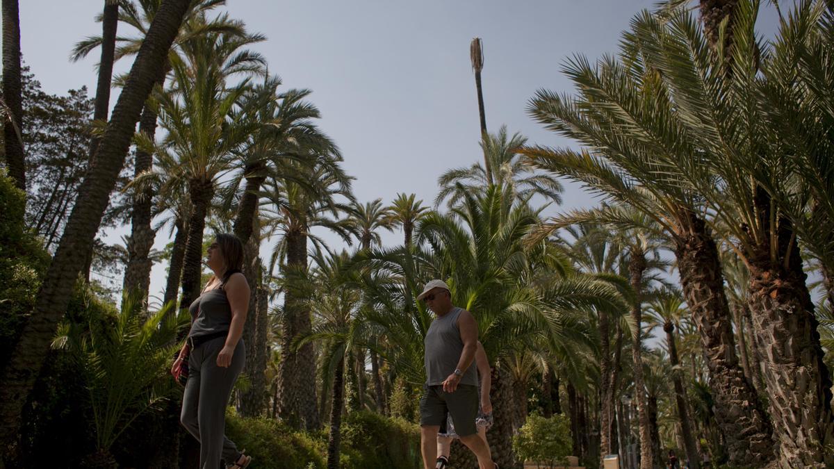 El corazón del Palmeral, el Parque Municipal de Elche