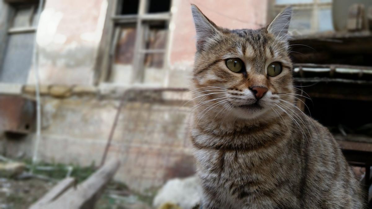 Un gato callejero