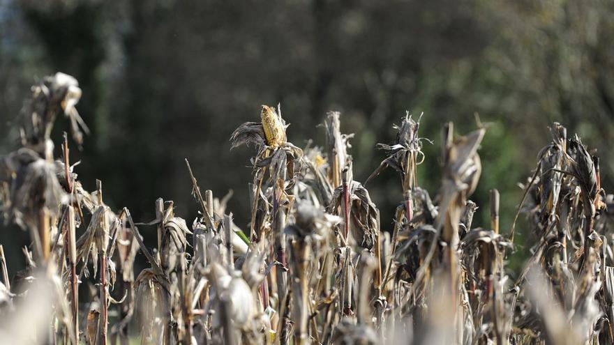 El agro reza para que escampe