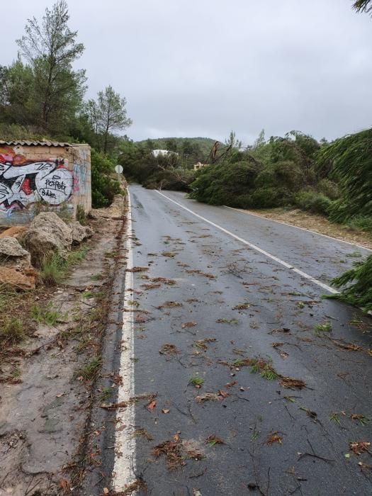 El fuerte viento provoca caídas de árboles en Sant Antoni.