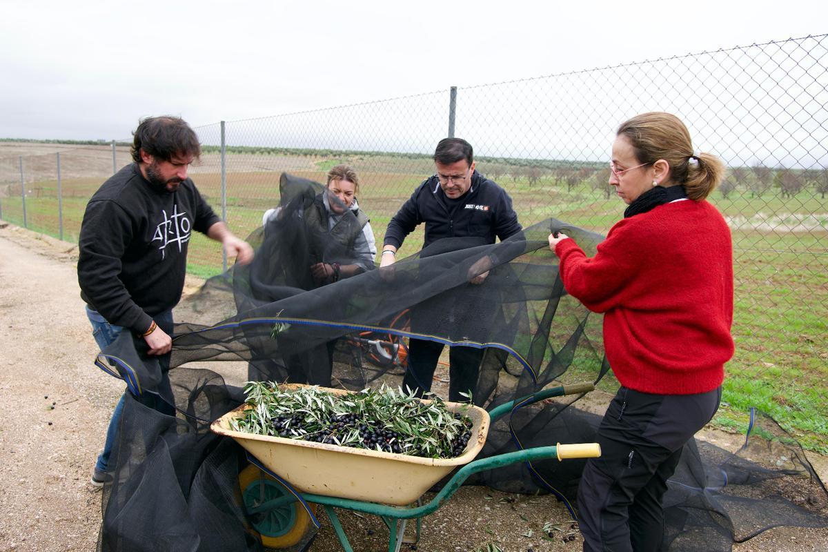 Gallardo recogiendo aceitunas en su explotación familiar.