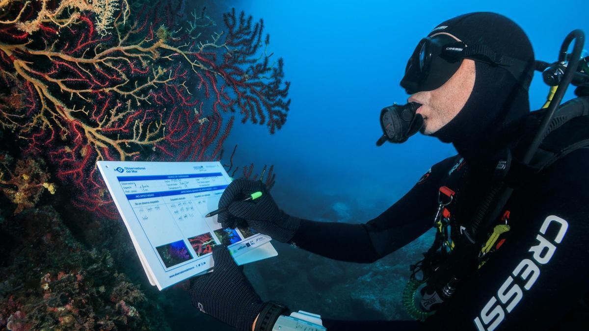 Voluntario de Observadores del Mar.