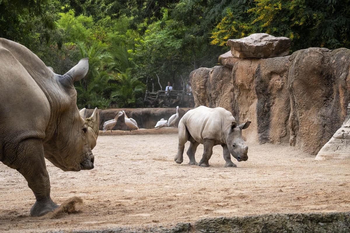 Kairu, la cría de rinoceronte, cumple 8 meses - sabana de BIOPARC Valencia