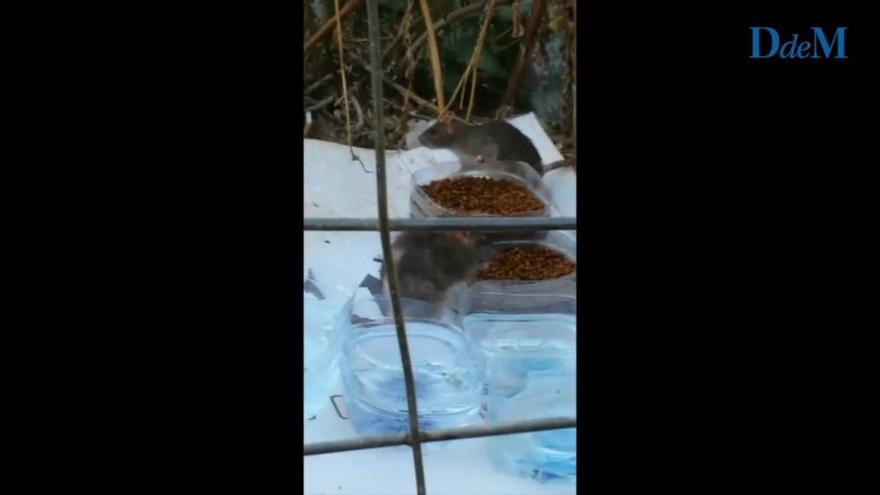 El vídeo de la invasión de ratas en una calle de Palma