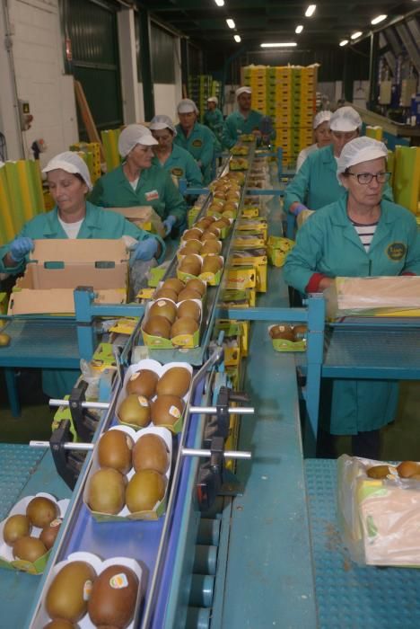 Kiwi Atlántico (Ribadumia) ampliará su producción