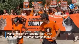"Menos excusas, más protección": Ibiza sale a la calle por los gatos comunitarios
