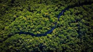 Los bosques mediterráneos, los que más riesgo tienen de morir por sequía en el mundo