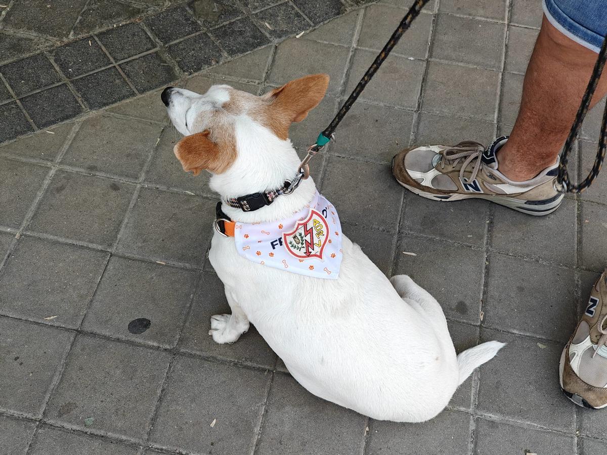 Un perro con el escudo del Rayo.