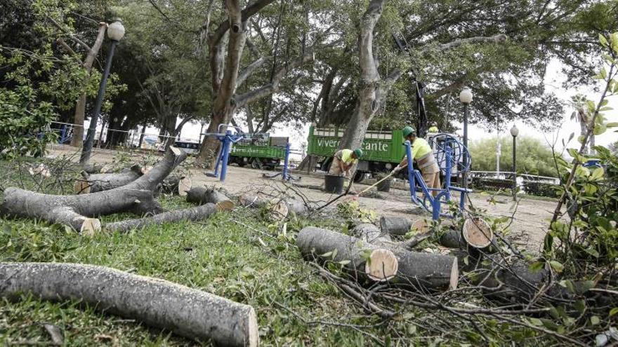 Vecinos de Canalejas denuncian la poda &quot;salvaje&quot; de los árboles del parque