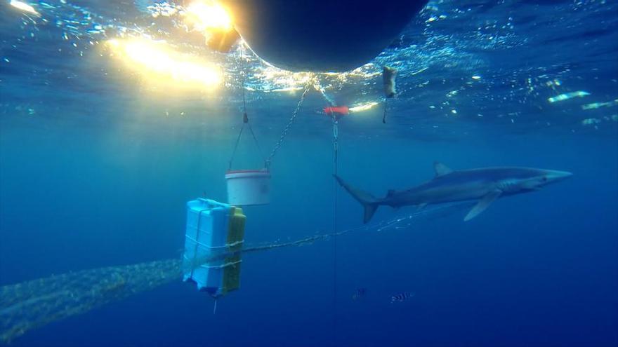La mitad de los tiburones tintoreras grabados en alta mar de Balears llevaban anzuelos de palangre