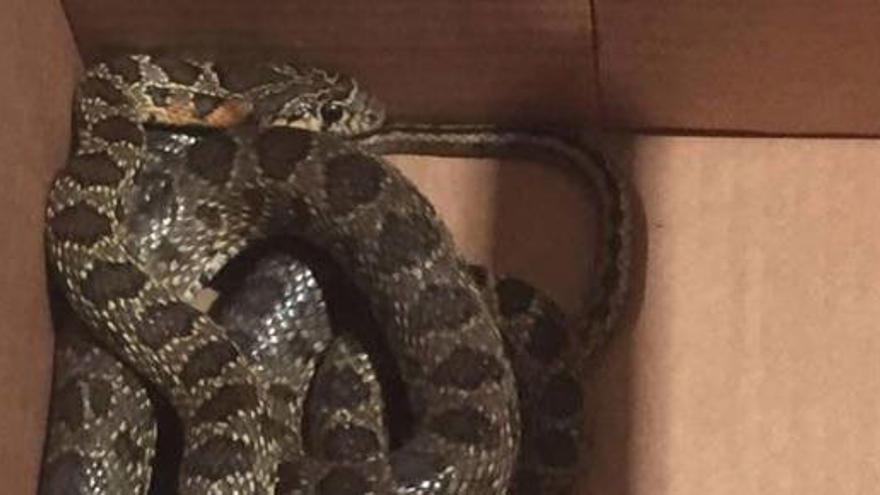 La serpiente fue encontrada por unos turistas.