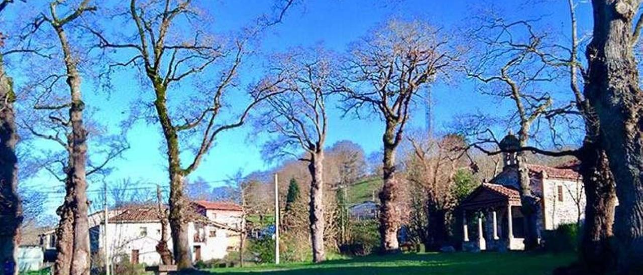 El robledal de delante de la capilla San Antonio en Cangas de Onís.