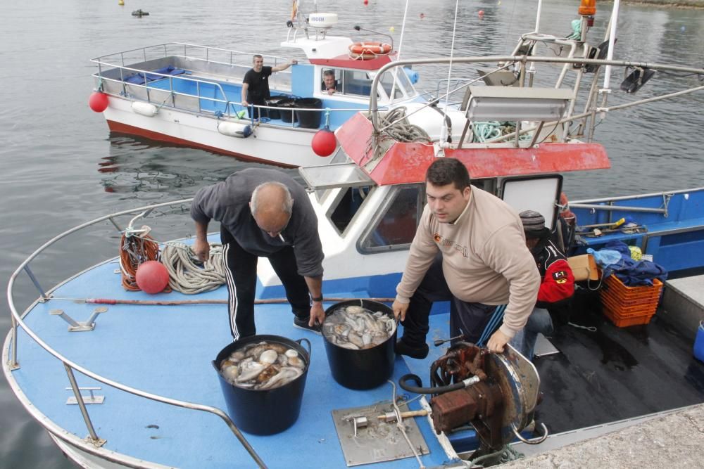 Las primeras descargas de pulpo en el puerto de Bueu // Santos Álvarez