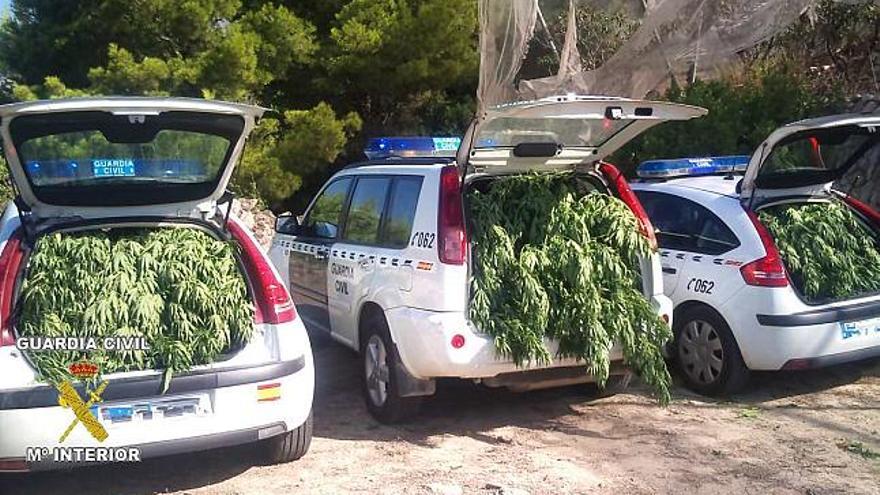 Algunas plantas en los vehículos de la Guardia Civil para ser trasladadas al juzgado.