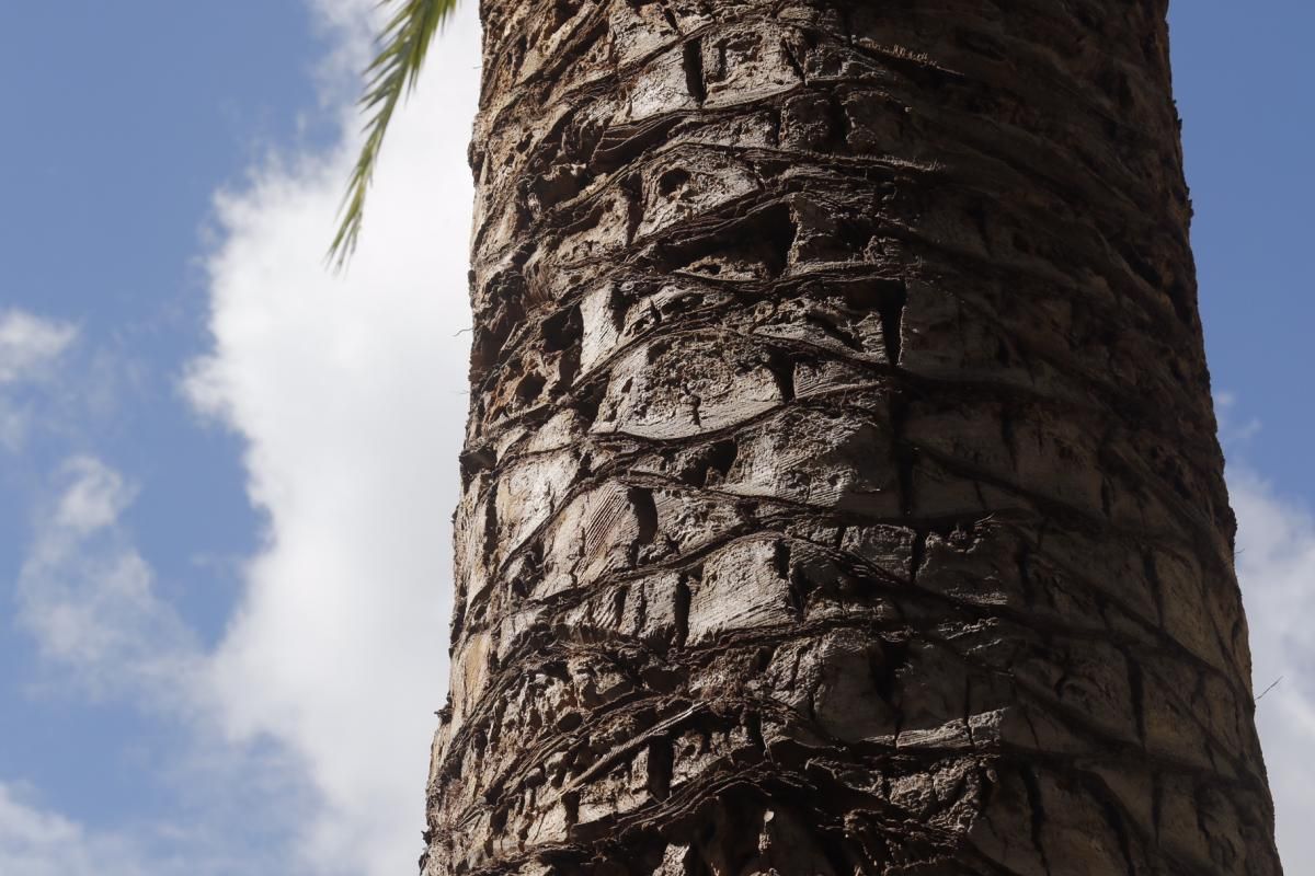 Fotogalería / Plantas singulares en los Patios de Córdoba