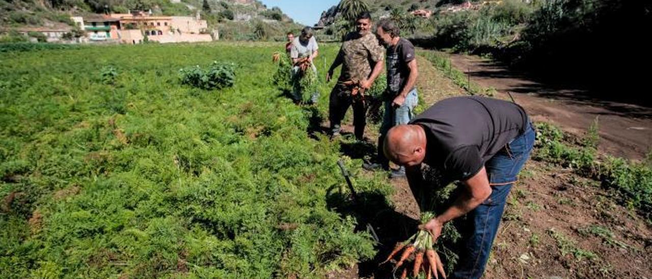 Un grupo de agricultores recolecta zanahorias en una finca de las medianías de Gran Canaria. | |